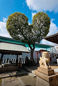 脇浜神社のハート形のクスノキ