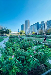 中之島公園のバラ園