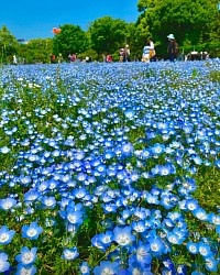 長居植物園のネモフィラ